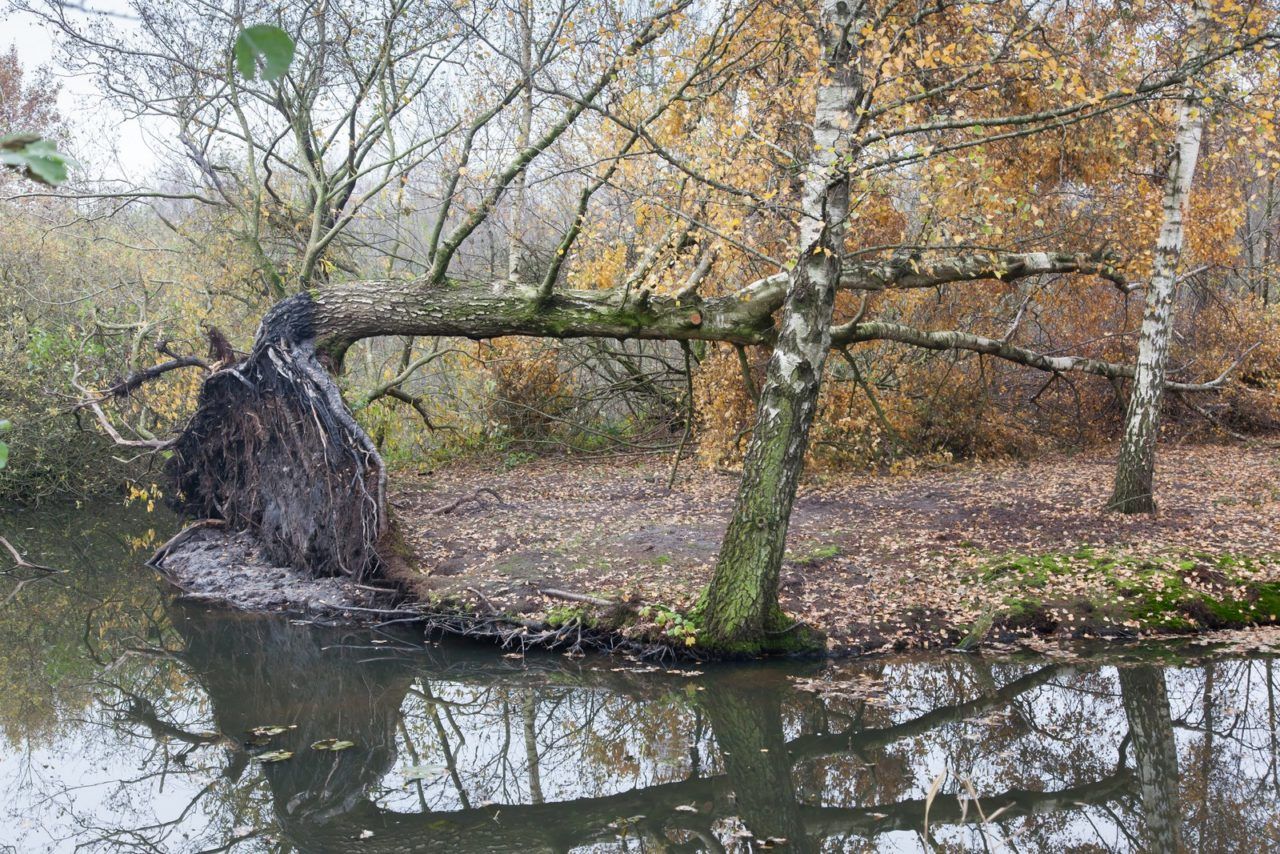 Fallen tree in a marsh